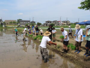 「2023年度岩槻田んぼ交流」田植えを開催