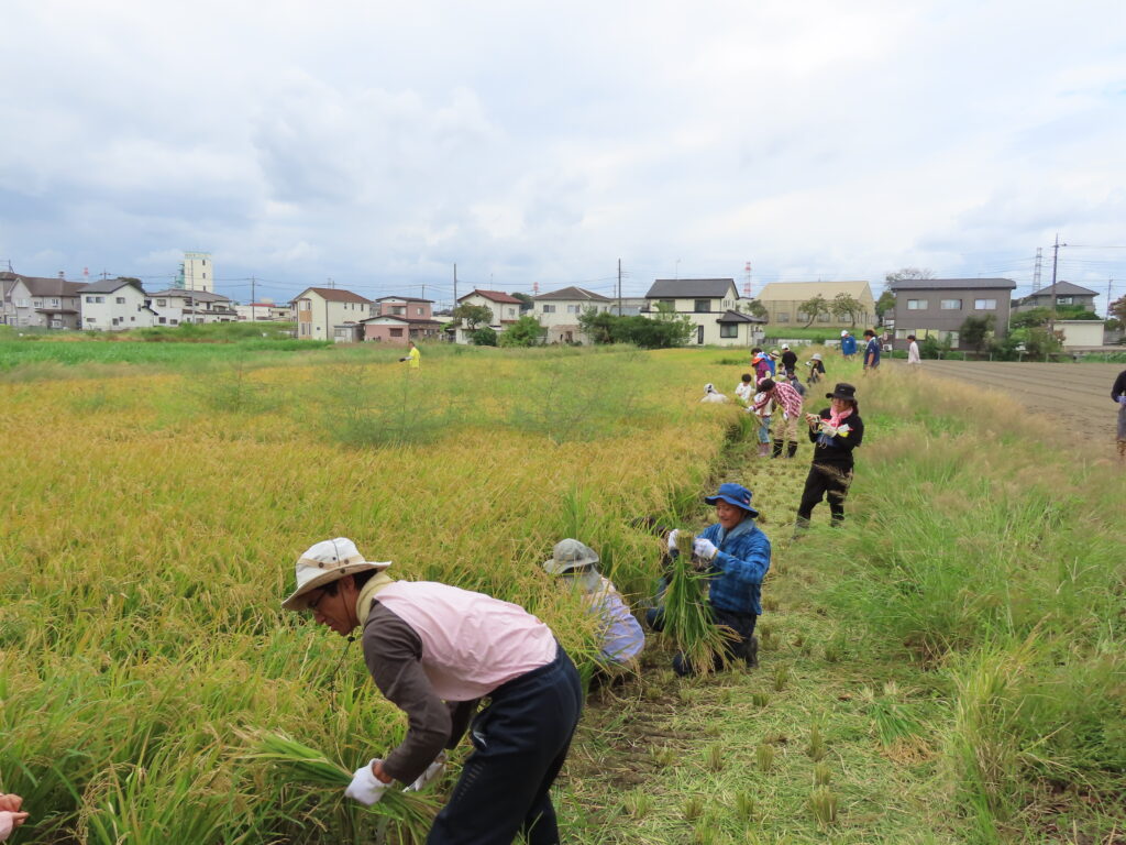 「2023年度岩槻田んぼ交流」稲刈りを開催