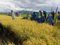 稲刈りin山形