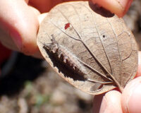 開館30周年記念 チョウの冬越し一斉調査