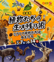 企画展「植物たちの生き残り術」