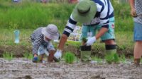 田植えin山形